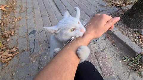 I let the Angry White Cat bite my hand. (Wild White Cat)