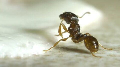 Disgusting ant on a floor