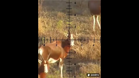 Deer Hunting __ Wild Animals Hunting Prt.5 #shorts