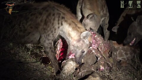 Hyenas Eat Giraffe Calf Confiscated From Lions (Following The Pride, 75)