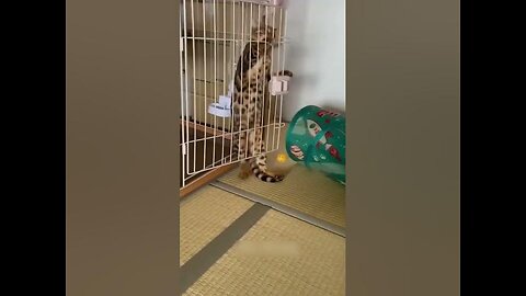 Funny cat vs dog videos