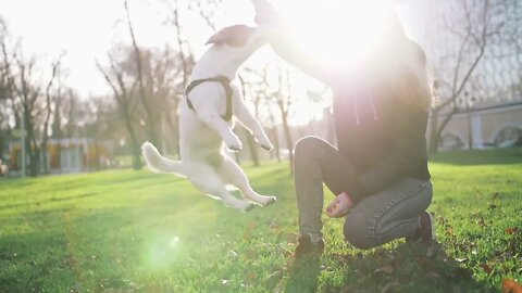 Young woman playing with cute jack russel terrier in park with ball, super slow motion (2)