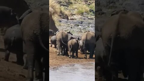 Hippos vs Elephants: What An Encounter!🤔#shorts #safari #travel #travelling