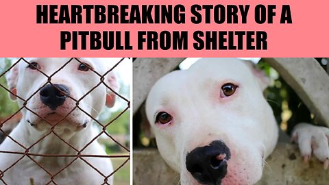 A Heartwarming Journey: After 300 Days, Pit Bull Finds Forever Home with Loving Family 🏡❤️