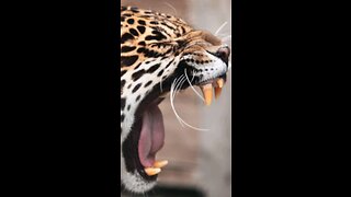 Woken By Wild Jaguar