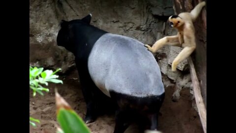 Gibbon Grooming a Malayan Tapir