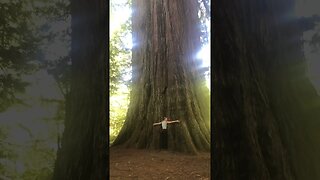 Redwoods National & State Park #shorts #short