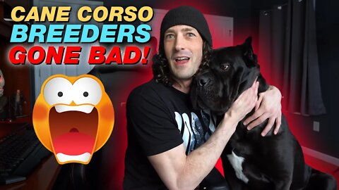 Cane Corso Breeders Gone BAD - I'm a awful person for not neutering!