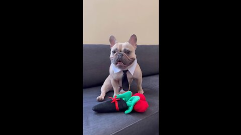 Looking For A Date | Mochi The French Bulldog