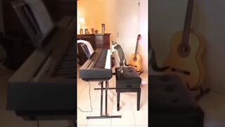 Gato pianista 🤣🤣