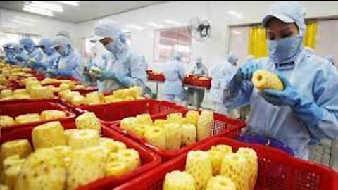 How it made Dried Fruit - Durian,Strawberry,Pineapple Chips Processing in factory - Fruit Snack