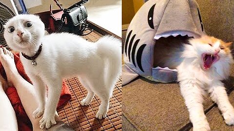 Pets vs. Everyday Objects 🐕🧸