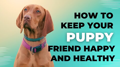 How to Keep Your Furry Friend Happy and Healthy