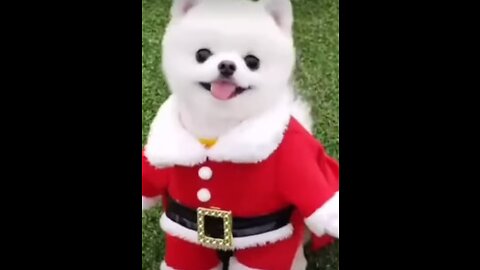 Happy Christmas Dog 😂😍🤣