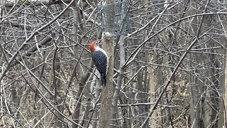 Red bellied woodpecker