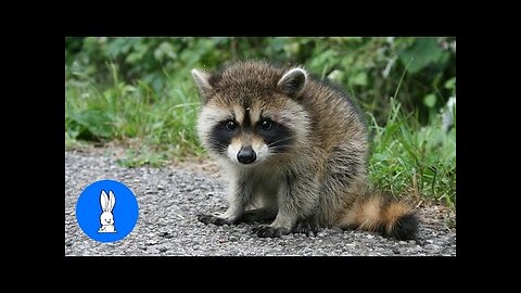 Baby Raccoons Are Cheeky - FUNNIEST Compilation