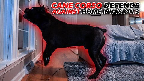 Cane Corso Stops HOME INVASION Pt. 3