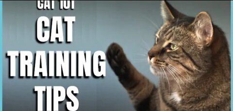 Best tricks you can teach to your cat !