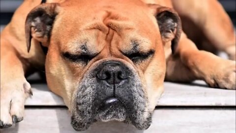 🎶🐶9 Hours Relaxation Music for Dogs / 9 Horas Musica de Relaxamento para Cães.