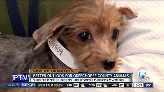 Better outlook for Okeechobee County animals