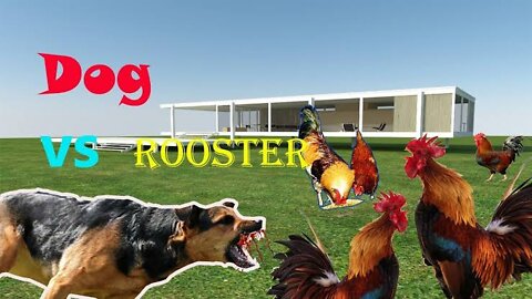 Chicken🐔 vs Dog 🐕 fighting // very funny videos 😂