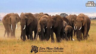 Amboseli Elephant Herd On The Move | Zebra Plains Safari