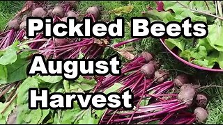 BEET HARVEST How to Pickle Beets in Apple Cider Vinegar Brine Recipe #homesteadgarden #beets