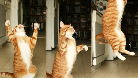 My cat dance🕺