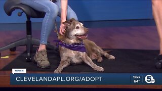 Cleveland APL Pet of the Weekend: An older pit bull mix named Chocolate