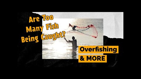You Wont Believe How Many Fish Get Caught A Day | Fish Count Estimates