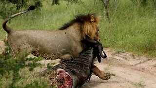 Powerful Male Lion Drags a Wildebeest Across the Road