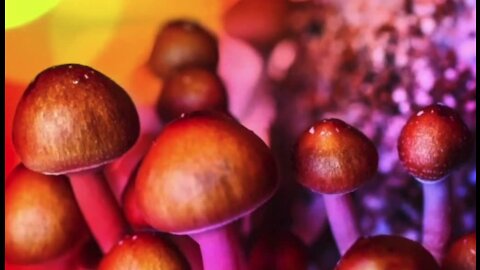 Festival to 'honor Mother Earth's sacred plant medicines' including psychedelic plants, mushrooms