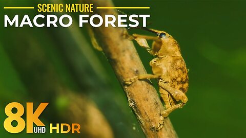 8K HDR Macro World of Little Forest Inhabitants - Tiny Wild Animals and Insects