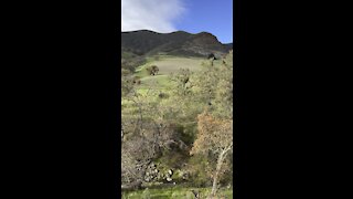 Hillside in Mount Diablo State Park