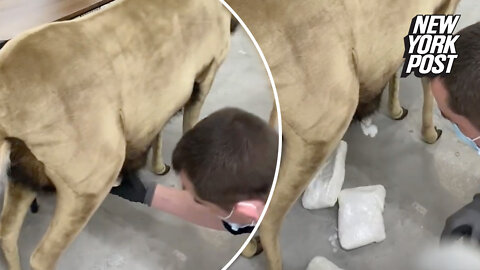 'Cocaine' plops out of stuffed reindeer at donation center