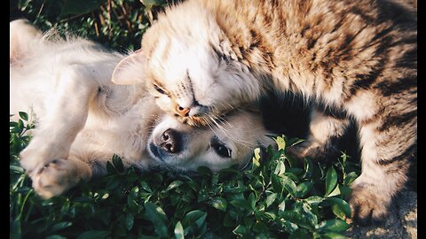 Cute kitten hugs puppy