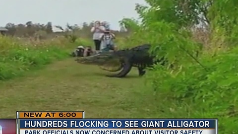 Hundreds flocking to see giant alligator