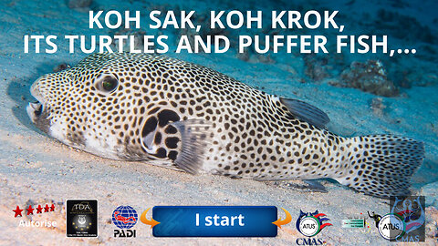 🤿 koh sak, koh krok, its turtles and puffer fish, a dive site in Pattaya, Thailand