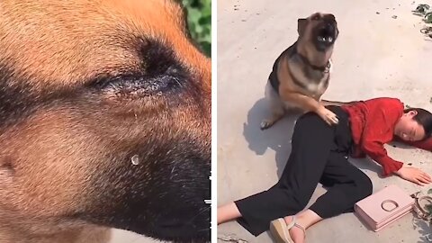 Dog Cries for His Owner and Find Help for Her
