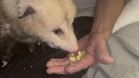 Possum Eating Out of My Hand