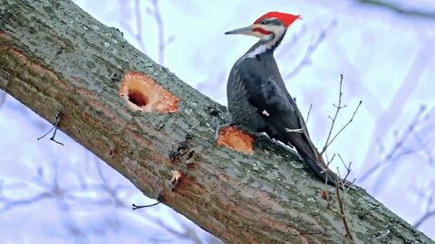 Wow Amazing How to making house 🏘️ woodpecker on the tree 🌴 2022 🎄