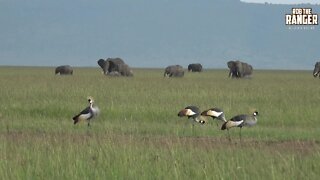 Crowned Cranes And Elephants In The Maasai Mara | Zebra Plains