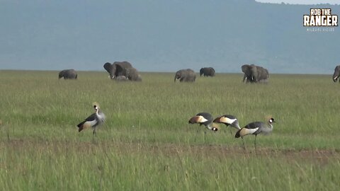 Crowned Cranes And Elephants In The Maasai Mara | Zebra Plains