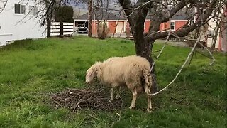 Nomadic Farmhand Learning To Prune Farms and The Wild Fruit Trees!