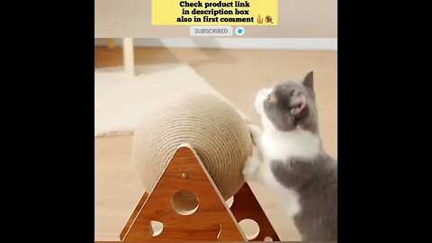cute cat videos 😹 funny videos 😂 893 😻#shorts #shortsfunny #cutecat #catvideos #catstoys #catscare