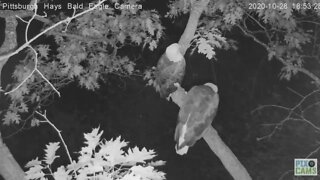 Hays Mom and Dad perched for the night on the cam tree branch 2020 10 28 18 53 36 680