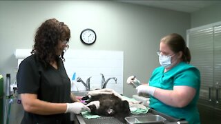 Veterinarian shortage in Wisconsin