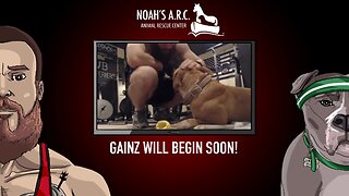 Leg Day w/Finley Pup & Dufus [Week 20] // Animal Rescue Stream :)