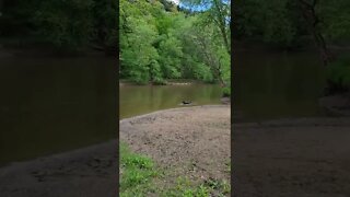 When your GoldenDoodle/Labrador realizes.... SHE's a WATER DOG