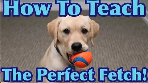 How to teach any dogs by this moments